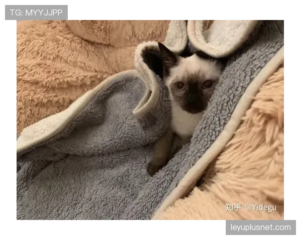 掌敏洁那生活简直两极分化,一边训练像疯子一边回家变猫奴? 掌敏洁那生活简直两极分化,一边训练像疯子一边回家变猫奴?